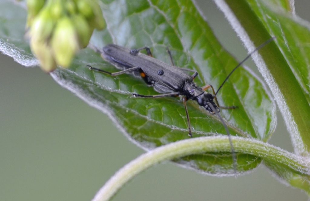 Coleottero id. - Oedemera annulata